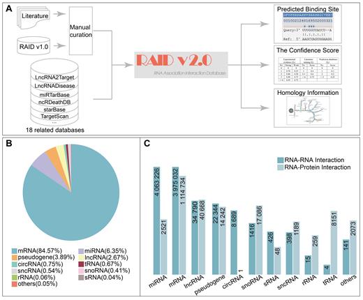 Flowchart of database construction and the statistics of RNA categories and interactions. (A) The overview of the RAID v2.0 database; (B) The percentage of diverse RNA categories in RAID v2.0 database; (C) The number of RNA–RNA/RNA–protein interactions for diverse RNA categories in RAID v2.0 database, the height of histogram transformed by log10.