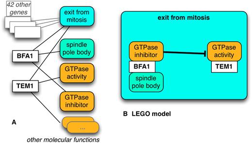 乐高连接注释。（A） 两个基因的常规注释，以及（B）在乐高模型中连接在一起的相同注释。这个例子显示“BFA1（在纺锤体极体内）的活性抑制了TEM1的GTPase活性，作为有丝分裂的部分退出。”可以添加其他上下文，例如单元格类型等（未显示）。根据（22）中的数据编制。