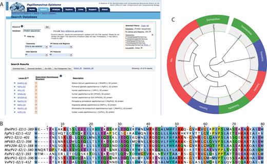 Integrated calculation of multiple sequence alignments and phylogenetic trees. An example of a typical analysis is shown. (A) Filters and pull-down menus on the PaVE search page are used to select the protein sequences of interest. The applied filters are indicated in the orange box. Sequences can be selected and used for the construction of a multiple sequence alignment or phylogenetic tree. (B) The first 80 amino-acids of a Cobalt based multiple sequence alignment of the E2 proteins of nine highly divergent papillomaviruses is shown as displayed within Jalview. Residues are coloured according to Clustal X. (C) The Neighbour-joining phylogenetic tree is displayed using JsPhyloSVG (39). If available, viral genera are included.