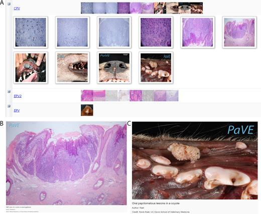 PaVE image database. PaVE has collected images related to papillomavirus infections. These can be browsed using the PaVE Image Viewer. (A) A screenshot of thumbnails in a portion of the image gallery. (B) Oral papillomatous lesions in a coyote. Courtesy of Kevin Keel, UC Davis School of Veterinary Medicine. (C) H&E stain of a canine inverted papilloma. Courtesy of Patricia Pesavento, UC Davis School of Veterinary Medicine.