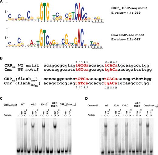 novel structural features drive dna binding properties of cmr a crp a extended meme motif analyses using 30