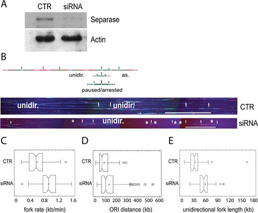 Separase controls global replication dynamics and its silencing causes a quick replication fork progression. (A) Western blotting showing the down-regulation of Separase in HeLa cells treated with 20 nM of smart pool siRNA. Actin was used as loading control. (B) Single-molecule analysis of replication fork dynamics in Separase-depleted cells. Cells were labelled with IdU for 30 min (first pulse, green), then washed and pulsed with CldU for a further 30 min (second pulse, red). DNA immunostaining with an anti-ssDNA antibody was used to verify the integrity of the molecule (blue dotted line). Bidirectional origins (O) may be mapped in the middle of the distance between the two divergent arms or in the middle of a green- or a red-only track. Paused/arrested forks may involve one or both arms (*). As = asynchronous fork. Unidir = unidirectional fork. Representative images of DNA molecules analyzed by combing are shown under the scheme. White arrows indicate bidirectional origins. (C) Fork velocities were measured in more than 50 tracks per sample. (D) Inter-origin distances were measured in around 100 tracks per sample. (E) Unidirectional fork length distribution. Median bar is reported in each box-plot and the mean value is indicated by a cross. Scale bar, 200 kb.