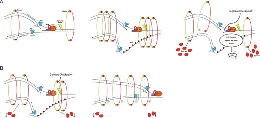A model for genomic instability caused by replication fork progression mediated by Separase. (A) During S-phase, in presence of replication stress or DNA damage, Separase cleaves the cohesin ring promoting local accessibility to DNA repair enzymes. (B) However, the down-regulation of Separase prevents cohesion dissolution allowing cohesin to remain on chromatin. This facilitates the acetylation of SMC3 so that fork replication becomes more processive. In addition, due to Chk1 and pS345-Chk1 down-regulation, the S-phase checkpoint response is not able to slow or stop fork progression. As a consequence, cells fail to repair DNA, inducing genomic instability.