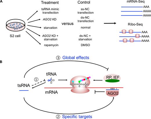 A model describing how tsRNAs suppress translation of specific targets and global mRNAs. (A) An overview of the experimental treatments of S2 cells and sequencing workflow in the study. (B) tsRNAs preferentially target RPs and IEFs via antisense pairing to regulate the global translational activities. (1) AGO2 bound the tsRNAs cleaved from tRNAs, and those tsRNAs specifically bind to the mRNAs with partial complementarity and inhibit their translation. (2) Translation of some RPs and IEFs is repressed by tsRNAs, which in turn suppresses the global translational activities. Under starvation, translational repression is also regulated by mTOR pathway via 5′TOP genes, and some of the tsRNA targets are overlapping with the 5′TOP genes (in green).