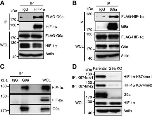 G9a与内源性HIF-1α相互作用并甲基化。（A） 用FLAG-G9a载体转染HeLa细胞，并将其暴露于1%氧气中6 h。用IgG或抗HIF-1α抗体进行IP检测，然后用FLAG、HIF-1β或肌动蛋白抗体进行免疫印迹检测。（B） 用FLAG-HIF-1α载体转染HeLa细胞并暴露于1%氧气中6 h。用IgG或抗G9a抗体进行IP分析，然后用FLAG、G9a或肌动蛋白抗体进行免疫印迹分析。（C） 将U251MG细胞暴露于1%氧气中6 h。用IgG或抗G9a抗体进行IP检测，然后用HIF-1α、HIF-2α或G9a的抗体进行免疫印迹检测。（D） 亲代或G9a KO HeLa细胞暴露于1%氧气中6 h，用K674me1或K674me2抗体进行IP，然后用HIF-1α、G9a或肌动蛋白抗体进行免疫印迹分析。