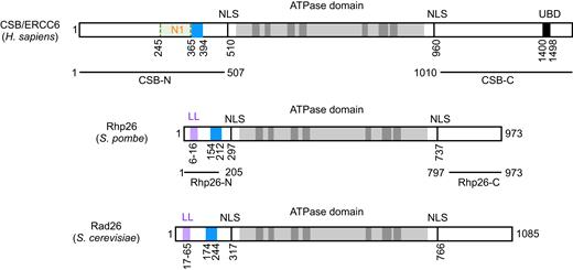 Schematics of the human CSB/ERCC6 and its yeast homologs, Rhp26 and Rad26. ATPase domains are in gray. Leucine latch motifs (LL) are in purple and acidic rich regions are in blue. NLS, putative nuclear localization signal. UBD, ubiquitin binding domain.