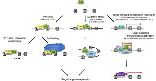 Models for transcription regulation by CSB under different growth conditions. (Left) Under non-stressed conditions, CSB is targeted to TREs by the transcription factor c-Jun, where CSB can regulate transcription by both remodeling-dependent and -independent mechanisms. (Middle) Targeting of CSB by c-Jun to TREs also occurs in cells following oxidative stress with an up-regulation of c-Jun after stress (c-Jun*). Additionally, following oxidative stress, CSB is also enriched at binding motifs for the architectural protein CTCF. CSB may regulate 3D chromatin structure by modulating CTCF-chromosome interactions to regulate gene expression. (Right) Following UV irradiation and DNA repair, ATF3 is ubiquitinated in a CSB- and CSA-dependent manner and degraded by the proteasome, allowing RNA pol II recruitment and transcription reactivation.
