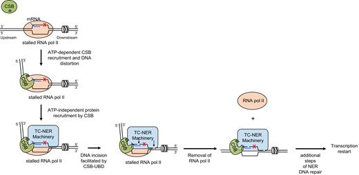 Model for how CSB integrates into different steps of TC-NER. The association of CSB with RNA pol II stalled at a bulky DNA lesion (red X) is stabilized. This step requires the DNA/nucleosome stimulated ATP hydrolysis activity of CSB. CSB interacts with both RNA pol II and duplex DNA upstream of RNA pol II as well as single-stranded DNA within the upstream fork of the transcription bubble. CSB generates an 80-degree bend in the upstream DNA and provides an interaction surface for recruiting additional TC-NER factors. CSB facilitates this step through protein-protein interactions, but not through its ATP-dependent chromatin remodeling activity. The C-terminal Ub-binding domain (dark green oval) of CSB is needed for efficient DNA incision. Dual incisions (arrows) happen in the presence of RNA polymerase II, which is subsequently removed to permit the remaining steps of the repair processes.