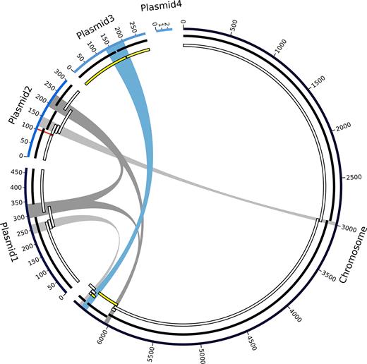 Graph of the final high-quality P. koreensis P19E3 genome assembly. For display, the five circular elements (one chromosome, 4 plasmids) were linearized and not drawn to scale. Going from outward to inward circles: 1) ONT data assembly using Flye, 2) PacBio data assembled with Flye and 3) PacBio data assembled with HGAP3 are shown. Repeats above 30 kb are shown in the center (blue and gray bands, blue showing the longest repeat), which are also listed in Table 4; they coincide with areas where the PacBio-based assemblies were fragmented. A genomic region identified as a structural variation (ca. 5 kb) is also shown (red mark on plasmid 2). For the HGAP3 assembly with PacBio reads (innermost circle), regions are marked (in yellow) which, due to an assembly error, mapped to both chromosome and plasmid; Flye was able to resolve this region. Since plasmid 4 did not get assembled with the long read technologies, due to its short size, there is no PacBio counterpart in the PacBio tracks.