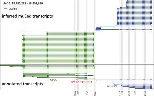 Coverage from proper and complete clusters. Annotated and inferred muSeq transcripts for genes in a 20-kb region of chromosome 16 are shown. There are three annotated genes in the region: ARL6IP1 (blue) and RPS15A (green), as well as the fusion gene RP11–1035H13.3 (red). Genomic segments that are intronic or intergenic are compressed as grey columns labeled by length at the bottom. The lower plot (below black line) shows transcripts of the genes that appear in the ENCODE database. Thick lines are exons and UTRs, thin lines are introns, and the arrows point 5′ to 3′. The upper plot (above the black line) shows the inferred transcripts from the observed muSeq clusters. The clusters shown have consistent tags at both ends of the assembly and conversion patterns that match the strand of transcription. Each cluster is colored to match the most similar annotated gene. Both ARL6IP1 and RPS15A have one major splice pattern with variability in the 3′ and 5′ ends. RPS15A also shows a minor splice variant for the first to second exon junction (lowest four clusters). Additionally, there is a novel transcript that matches the fusion gene RP11-1035H13.3, but includes an additional two exons from RPS15A.