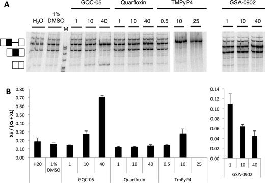 In vitro splicing of Bcl-X-681 in the presence of representative G4 ligands. (A) Splicing assays were done in triplicate with the designated ligands at the concentrations shown (μM). The ligands were dissolved in 10% DMSO, and controls included samples done in the presence of DMSO at the same final concentration of 1%. All the reactions were done at the same time and run on the same gel. (B) The proportion of the mRNA spliced to the XS site in the reactions above, after correction for the different numbers of labeled nucleotides in the two different molecular species. The error bar shows the standard deviation.