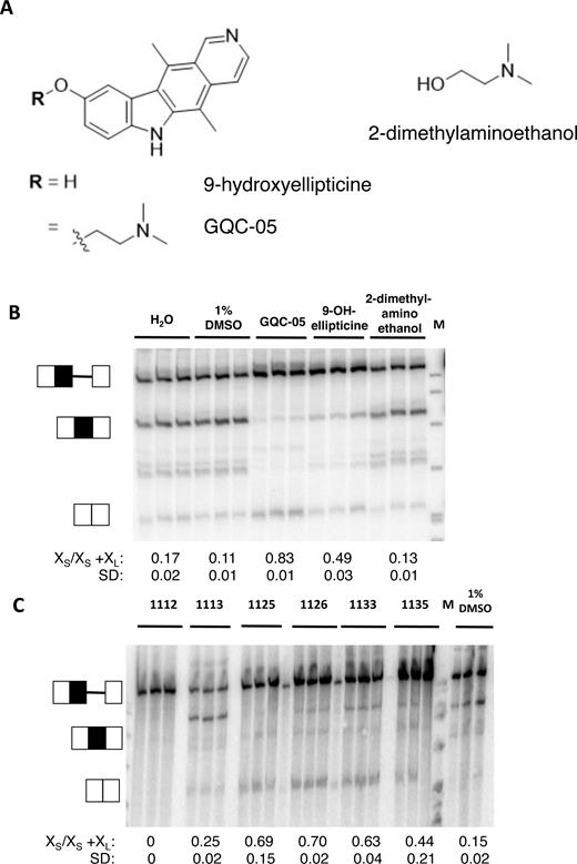 In vitro splicing of Bcl-X-681 in the presence of ellipticines. (A) Diagrams showing the core and tail of GQC-05. (B) Splicing assays done in vitro in triplicate with GQC-05 and the separate core and tail. The proportion of the mRNA spliced to the XS site is shown below the image, together with the standard deviation. M, size markers. (C) Splicing assays done in vitro with other ellipticines (Supplementary Figure S2).