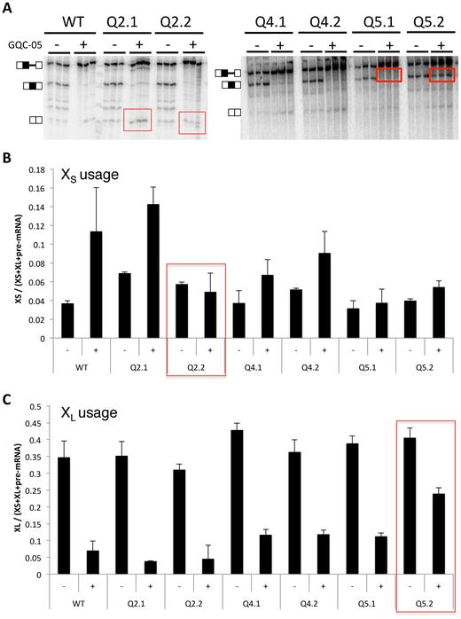 Effects on responses to GQC-05 of mutations that disrupt secondary structures or G4s. (A) In vitro splicing assays with mutations in the regions of Q2, Q4 and Q5. In Q2.1, 4.1 and 5.1, the mutations were intended to disrupt secondary structure but not the putative G4 (Supplementary Figure S5); in Q2.2, 4.2 and 5.2, the potential secondary structure was restored but the G4-forming potential was reduced. Assays were done in triplicate with GQC-05 present where shown at 40 μM. (B) Relative change in each mutant in the use of the XS 5′SS (the bands were quantified and corrected for the radionucleotide content). (C) Corresponding changes in the use of the XL 5′SS.