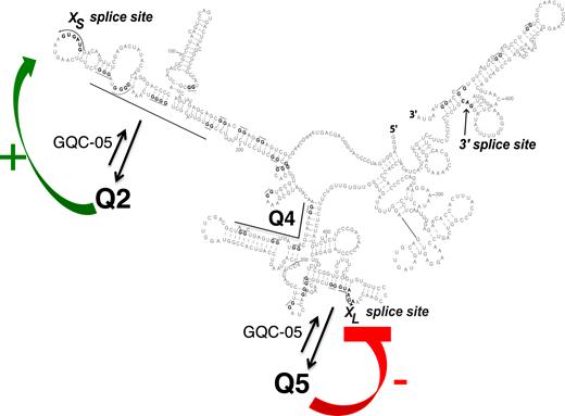 Model for the effects of G4s and GQC-05 on the Bcl-X-681 pre-mRNA. The secondary structure is shown as before, with arrows indicating that the presence of GQC-05 increases the proportion of pre-mRNA adopting the G4 conformations. Further studies will be required to establish whether there is a dynamic flux, forming an equilibrium distribution, or whether the initial condition adopted is stable for the lifetime of the pre-mRNA. The formation of a G4 downstream of the XS 5′SS is proposed to destabilize a stem-loop that inhibits use of the XS splice site, while the formation of a G4 overlapping the XL 5′SS is proposed to directly inhibit use of the 5′SS, possibly by preventing U1 snRNP binding. The mutagenesis data support the proposal for the XS site but the model is incomplete because it does not explain the effects of mutations near XL on XS splicing.