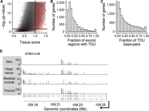 Tissue-dependent exon usage is widespread in the human genome. Panels (A–C) show data from subset A of the GTEx data. The same plots using data from subsets B and C can be found in Supplementary Figures S12 and S14. (A) Similar to a volcano-plot, this figure shows statistical significance (P-value on −log10 scale) versus effect size (tissue score) of our tissue-dependence test for each exonic region of the human genome. The solid red lines show the thresholds used in this study to call an exonic region tissue-dependent. The P-value threshold 4.28 · 10−2 corresponds to an adjusted P-value of 0.1 according to the Benjamini–Hochberg method to control FDR. (B) Histogram of the fraction of exonic regions within each gene that are subject to TDU (X-axis). The Y-axis shows the number of genes. (C) Similar to Panel B, but expressed in terms of fraction of base-pairs within a gene affected by TDU. (D) Exemplary data from four out of nine tissues of individual 131XE from subset B. Shown is RNA-seq coverage (Y-axis) plots along genomic coordinates (X-axis) at the locus of the gene EPB41L4B on chromosome 9. The lower panel shows the transcript annotations for this gene. Skin and thyroid express short isoforms, while tibial nerve and skeletal muscle express longer isoforms.