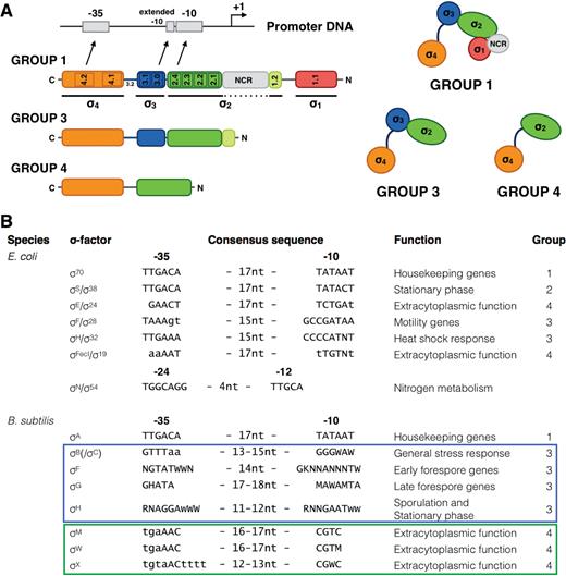 nucleic composition acids of through is recognition bacterial selectivity responsible promoter The of for sigma factor nucleic composition acids of through is recognition bacterial selectivity responsible promoter The of for sigma factor