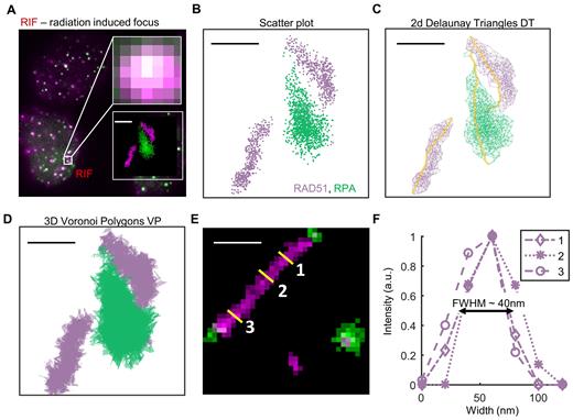 Single-molecule localization microscopy reveals molecular ...