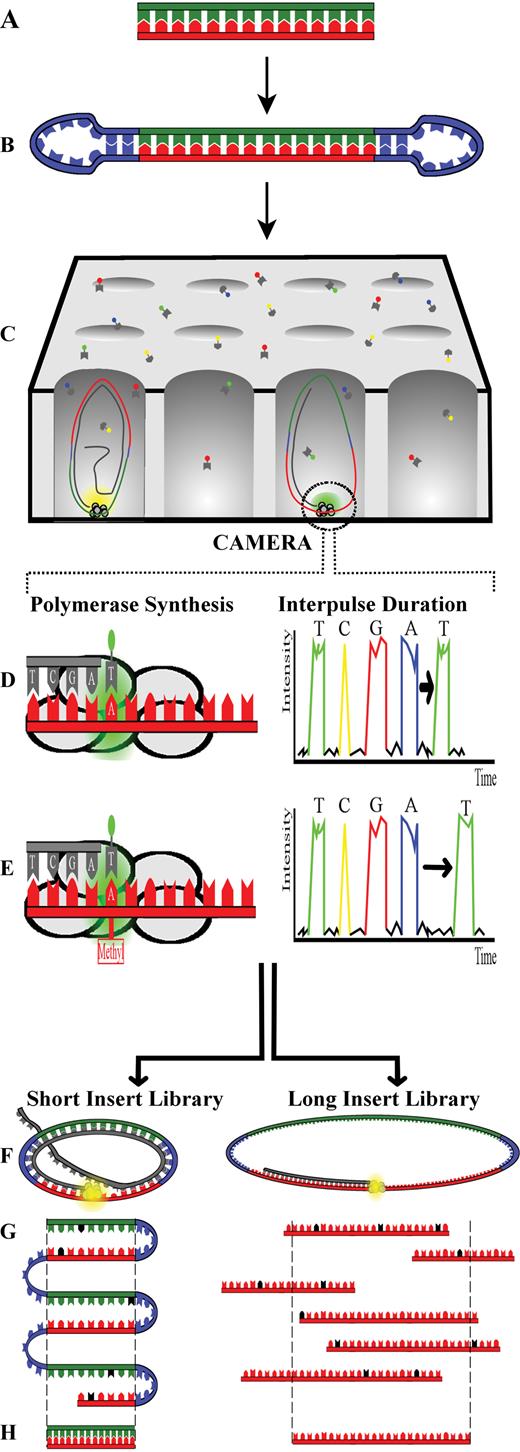 Overview of SMRT Sequencing Technology. Sequencing starts with ...
