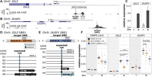 Deletion of individual genomic GR binding sequences blunts the GR-dependent transcriptional regulation of nearby genes. (A, B) GR ChIP-seq tag density for dexamethasone (dex)-treated U2OS-GR18 cells stably expressing GR for (A) a promoter region of the GR target gene GILZ (hg18, ChrX:106 844 000–106 852 000) and (B) the GR target gene DUSP1 (hg18, Chr5:172 128 000–171 134 000). The GBS targeted for deletion is highlighted in gray for each locus. (C) Relative mRNA expression of the GILZ and DUSP1 genes upon overnight treatment with 1 μM dex was determined by qPCR. Averages ± standard error of mean (SEM) are shown (n = 3). (D, E) Top: Target GBS (highlighted in orange) and the position of the PAM for both loci. Bottom: Genotyping results of successfully edited single cell-derived clonal cell lines containing CRISPR/Cas9-induced insertions (light gray) or deletions (dark gray) at the locus as indicated. (F) Relative mRNA expression levels as determined by qPCR for the FKBP5, GILZ and DUSP1 genes are shown for wt U2OS-GR18, for clonal lines with deleted GILZ GBS1 (n = 6) and for clonal lines with deleted DUSP1 GBS1 (n = 5). Circles indicate values for each individual clonal line. Horizontal lines and error bars: Averages ± SEM for cells treated with vehicle or 1 μM dex overnight. Here and elsewhere: Statistical tests we done using an unpaired two-sided Mann–Whitney U test. n.s. not significant, *P < 0.05, **P < 0.01, ***P < 0.001.