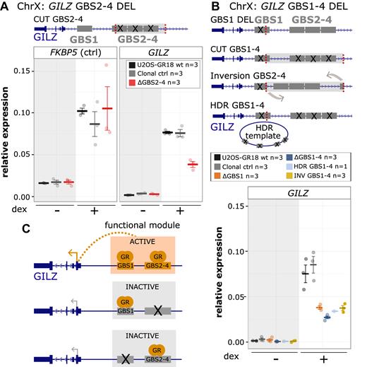 Cooperative interactions between multiple GR binding sequences of the GILZ GBS1–4 enhancer. (A) Top: Schematics of the GILZ GBS1–4 enhancer locus with GBSs 1–4 highlighted in gray and the location of the gRNAs used to cut out GBS 2–4 in red. Bottom: Relative mRNA expression levels as determined by qPCR for the FKBP5 and GILZ genes are shown for wt U2OS-GR18 (n = 3), for clonal lines lacking a region containing GILZ GBSs 2–4 (n = 3) and unedited clonal lines (n = 3) as additional control. Circles indicate values for each individual clonal line. Horizontal lines and error bars: Averages ± SEM for cells treated with vehicle or 1 μM dex overnight. (B) Top: Schematics of the GILZ GBS1–4 enhancer and the various clonal lines that were generated to assess the role of the GBSs found at this locus, targets for gRNAs highlighted in red. Clonal cell lines with GBS1–4 deletion were either generated by cutting with two gRNAs or by using a homology directed repair (HDR) template to mutate each of the four GBSs by HDR. Bottom: Relative GILZ expression levels as determined by qPCR for clonal lines with GBS1 deletion (n = 3), cut GBS1–4 deletion (n = 3), inversion GBS1–4 (n = 3) and HDR GBS1–4 deletion (n = 1). Circles indicate values for each individual clonal line. Horizontal lines and error bars: Averages ± SEM for cells treated with vehicle or 1 μM dex overnight. (C) Cartoon depicting how the activity of the GILZ GBS1–4 enhancer depends on simultaneous GR binding at both GBS1 and GBSs2–4.
