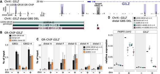 Effect of GBS1 deletion on GR binding at the GILZ region. (A) Top: GR ChIP-seq tag density for dexamethasone (dex)-treated U2OS-GR18 cells stably expressing GR for the genomic region surrounding the GR target gene GILZ. The GILZ GBS1–4 enhancer is highlighted in gray. The main GR-ChIP peaks in the region selected for quantitative analysis by ChIP-qPCR are highlighted in blue. Bottom: Schematics of the generated clonal cell lines with deletions of a downstream region harboring several distal GR-peaks either alone or in combination with deletions at the GILZ GBS1–4 enhancer. The colored blocks correspond to the genomic regions (see panel a) targeted for deletion. The targets of the gRNAs are indicated in red. (B, C) GR occupancy levels for clonal lines as indicated was analyzed by chromatin immunoprecipitation followed by qPCR for cells treated with either dex (1 μM, 1.5 h) or ethanol as vehicle control. Average percentage of input precipitated ± SEM from three independent experiments for wild type cells, an unedited clonal control cell line and GBS1 deletion clone (G2) are shown. (D) Relative mRNA expression levels as determined by qPCR for the FKBP5 and GILZ genes are shown for wt U2OS-GR18 and clonal lines as indicated. Circles indicate values for each individual clonal line. Horizontal lines and error bars: Averages ± SEM for cells treated with vehicle or 1 μM dex overnight.