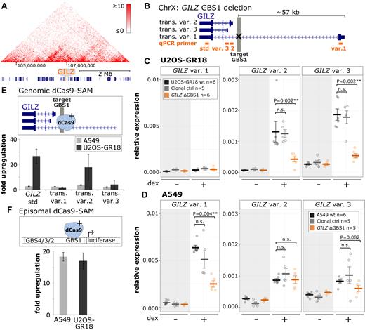 Cell type- and GILZ isoform-specific consequences of TF binding at the GILZ GBS1–4 enhancer. (A) Hi-C-derived intra-chromosomal contact frequencies for a region encompassing the GILZ gene at chromosome X for A549 cells (data from (47)). (B) Schematics of the GILZ locus, the deleted GBS1 (highlighted in gray) and three individual GILZ transcript variants that were analyzed using transcript variant-specific qPCR primers (target of primers highlighted in orange). (C) Relative mRNA expression levels in U2OS-GR18 cells as determined by qPCR for GILZ transcript variants as shown for wt U2OS-GR18, for clonal lines with deleted GILZ GBS1 (n = 6) or for clonal lines unedited at the GILZ locus. Circles indicate values for each individual clonal line. Horizontal lines and error bars: Averages ± SEM for cells treated with vehicle or 1 μM dex overnight. Unpaired two-sided Mann-Whitney U test: n.s. not significant, *P < 0.05, **P < 0.01, ***P < 0.001. (D) Same as for (C) except that data is shown for A549 cells. (E) Comparison between U2OS-GR18 and A549 cells of the transcriptional induction of endogenous GILZ transcript variants by dCas9 synergistic activation mediator (dCAS9-SAM). Average fold induction by targeted recruitment to the GILZ GBS1 relative to gRNAs targeting other loci ± SEM (n = 3) is shown. (F) Comparison between U2OS-GR18 and A549 cells of the transcriptional induction by dCas9-SAM of a transiently transfected luciferase reporter harboring the GILZ promoter region, including GBS1–4 and the endogenous GILZ transcript variant 2 promoter. Average fold induction by targeted recruitment to GILZ GBS1 relative to a gRNA that targets dCas9-SAM to another chromosome ± SEM (n = 3) is shown.