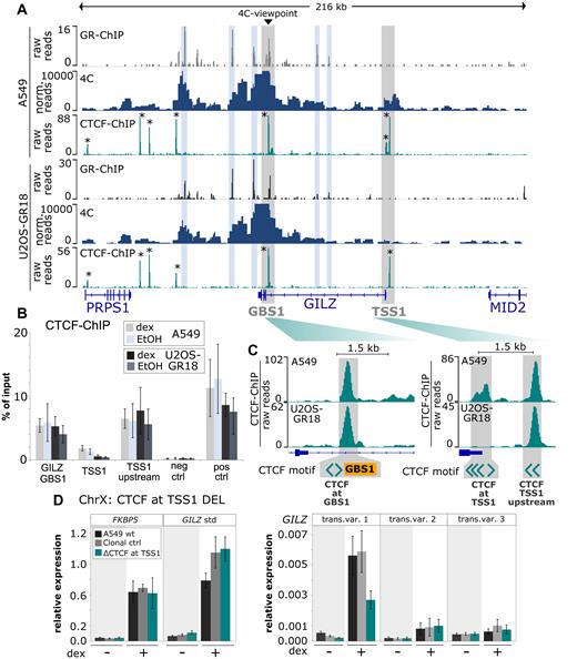 Cell type-specific 4C-seq and CTCF binding profiles. (A) GR ChIP-seq, 4C-seq and CTCF ChIP-seq for a 216 kb region encompassing the GILZ gene are shown for (top) A549 and (bottom) U2OS-GR18 cells treated with dexamethasone. The GILZ GBS1 viewpoint for the 4C experiment and the promoter region of transcript variant 1 (TSS1) are highlighted in gray, GR-bound regions in blue and CTCF-bound regions with an *. (B) ChIP-qPCR of CTCF-binding at GILZ GBS1 and around GILZ TSS1 in wild type U2OS-GR18 and A549 cells. Average percentage of input immunoprecipitated ± SEM (n = 3) are shown for cells treated with vehicle (EtOH) and for cells treated for 90 minutes with 1 μM dex. (C) Zoom-in and schematic representation of CTCF binding, GBS1 and the location and orientation of CTCF motif-matches at the GILZ GBS1 and TSS1 regions. (D) Relative mRNA expression levels in A549 cells as determined by qPCR for FKBP5 and GILZ transcript variants as indicated for wt A549, for the clonal cell line with deleted CTCF motifs at the promoter region of GILZ transcript variant 1 or for clonal lines unedited at the GILZ locus. Averages ± SEM are shown for three independent experiments in cells treated with vehicle and for cells treated overnight with 1 μM dex.