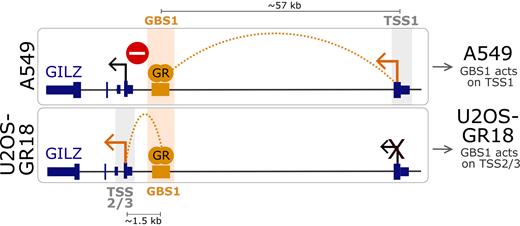 Model depicting how cell type-specific long-range interactions and enhancer-blocking can direct the activity of an enhancer shared between cell types to distinct transcripts. Top: An A549-specific long-range DNA-looping interaction between GBS1 and TSS1 enables GR-dependent regulation of GILZ transcript variant 1. Simultaneously, enhancer-blocking insulates GILZ transcript variants 2 and 3 from the regulatory activity of GBS1. Bottom: In U2OS-GR18 cells the absence of both looping and enhancer-blocking facilitates GR-dependent regulation of the nearby transcript variants 2 and 3.