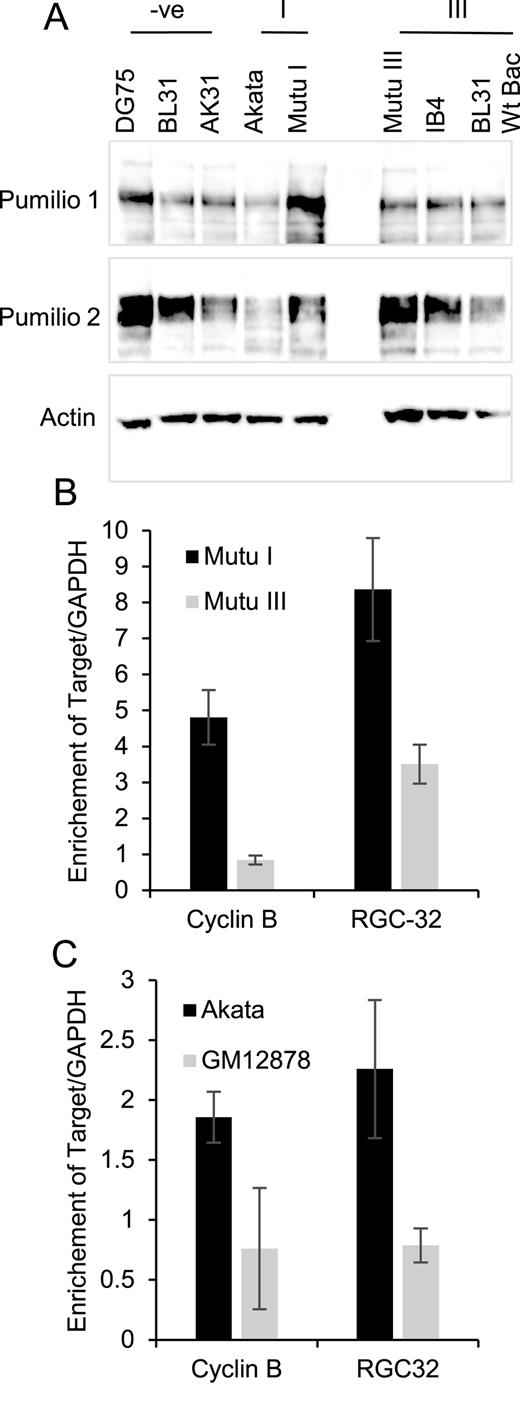 Pumilio Directs Deadenylation Ociated Translational Repression Of Ysis Of Pumilio Expression And Binding In B Cell Lines A Western