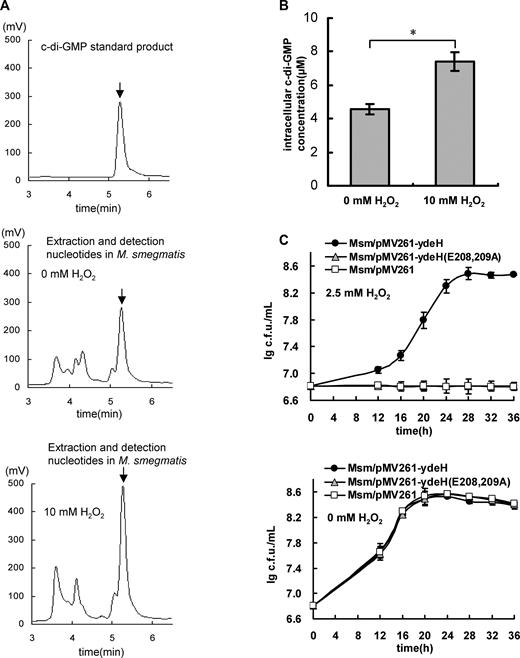 High level of c-di-GMP enhances the antioxidant ability of Mycobacterium smegmatis. (A) Assays for the concentration of the intracellular c-di-GMP in M. smegmatis upon H2O2 stress. Mycobacterial nucleotides were extracted. The samples were separated by reverse-phase HPLC and assayed in buffer A on C-18 columns. The purified c-di-GMP is used as positive control (the upper panel) and the characteristic peak for c-di-GMP is indicated by arrows. The peak for the sample derived from the Msm/WT is shown in the middle panel and the sample from the Msm/WT stressed by 10 mM H2O2 shown in the lower panel. (B) Determination of the concentration of intracelluar c-di-GMP in M. smegmatis. An asterisk (*) in figure represents significant difference(P ≤ 0.05, two-tailed Student’s t-test) between two groups. Error bars represent the variant range of the data derived from three biological replicates. (C) Assays for the effect of c-di-GMP levels on the growth of M. smegmatis. The mycobacterial strains, Msm/pMV261-ydeH, Msm/pMV261-ydeH (E208, 209A) and Msm/pMV261, were grown in 7H9 medium (the lower panel) or supplemented with 2.5 mM H2O2 (the upper panel) and the growth curves were determined. Error bars represent the variant range of the data derived from three biological replicates.