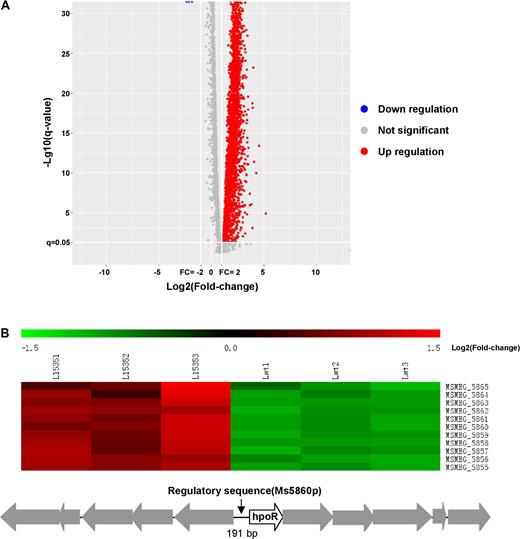 Transcriptomic assays for the effect of c-di-GMP on the gene expression of Mycobacterium smegmatis. (A) The volcanic diagram of gene expression difference between Msm/pMV261-ydeH and Msm/pMV261-ydeH (E208, 209A) strains determined by RNA Sequencing assays. The significantly upregulated genes were shown by red spots. Downregulated and not significant change genes were shown by blue and gray spots, respectively. (B) The heat map of the c-di-GMP-triggered differential expression profile for the hpoR operon (Ms5855-Ms5865 gene cluster). L15351, L15352 and L15353 represent three biological replicates of differentially expressed hpoR operon genes in Msm/pMV261-ydeH strain, respectively. Lwt1, Lwt2 and Lwt3 represent three biological replicates of the those genes in Msm/pMV261-ydeH (E208,209A) strain, respectively. Lower panel shows the schematic of the hpoR operon and its regulatory region.