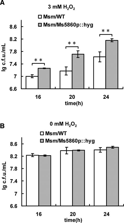 Assays for the effect of H2O2 on the growth of Mycobacterium smegmatis. Both Msm/WT and Msm/Ms5860p::hyg were grown in 7H9 medium (B) and the medium supplemented with 3 mM H2O2 (A), and bacterial counts were determined. All error bars in the figure represent the variant range of the data derived from three biological replicates. The P-values of the relative expression data were calculated by unpaired two-tailed Student’s t-test using GraphPad Prism 5. An asterisk (*) represents significant difference between two groups.