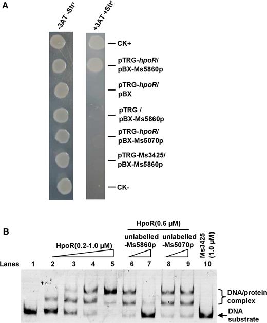 Assays for the interaction between HpoR and Ms5860p. (A) Bacterial one-hybrid assays for the interaction between HpoR and Ms5860p. Co-transformants containing the pBX-Ms5860p/pTRG-hpoR plasmids grew well on the screening medium. The positive control co-transformants containing the pBX-Rv2031/pTRG-Rv3133 grew well on the screening medium, but the negative control strain containing pBX /pTRG plasmids did not. (B) EMSA assays. Specific DNA binding activity of HpoR on Ms5860p promoter DNA was observed when Ms5860p DNA substrate was co-incubated with increasing amounts of HpoR (lanes 2–5). The unlabeled Ms5860p (lanes 6–7) could compete with the labeled Ms5860p to bind with the HpoR protein, but Ms5070p could not (lanes 8–9). Ms3425 was used as a negative control protein (lane 10).