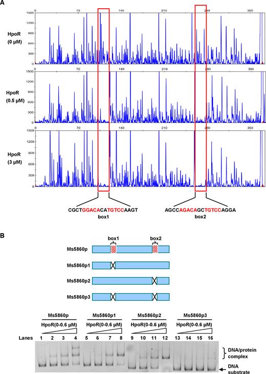 Assays for mapping the motif sequence recognized by HpoR. (A) FITC labeled primer-based DNaseI footprinting experiments. Protection of the Ms5860p promoter DNA against DNaseI digestion by increasing amounts of HpoR (0, 0.5 and 3.0 μM) was evaluated. The sequences of the protected regions on the non-coding strand are marked in the figures. (B) EMSA assays for the importance of two motifs for the binding of HpoR. Two DNA-binding motifs, box1 and box2, locating on the genome in Mycobacterium smegmatis are indicated (upper panel). Three mutant DNA substrates derived from the Ms5860p promoter DNA, designated as p1(the box1 deletion), p2(the box2 deletion) and p3(both the box1 and box2 deletion), were synthesized and labeled. Each of these different DNA substrates was co-incubated with 0–0.6 μM HpoR and loaded on the gel for analysis (lower panel).