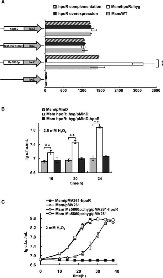 Assays for the negative regulations of HpoR on the hpoR operon genes and on the H2O2 resistance of Mycobacterium smegmatis. (A) β-galactosidase activity assays. The effect of HpoR on the gene expression was assayed by constructing Ms5860p-lacZ plasmid. The activity of β-galactosidase was further examined in the wild-type M. smegmatis strain (Msm/WT), hpoR knock out strain (Msm/hpoR::hyg), hpoR overexpression strain (Msm/pMV261-hpoR) and hpoR complementation strain (Msm hpoR::hyg/pMV361-hpoR). The data were presented as Miller units (right panel). Left column: schematic representation of each clone used to generate recombinant strains. For statistical analysis, two-tailed Student’s t-tests were performed using a P-value of ≤ 0.01. Null promoter-lacZ, hsp60-lacZ and Ms5860p mutant (Ms5860p3) were used as controls. The values presented were the averages of three independent biological experiments. The P-values of the results (≤0.01) are indicated by two asterisks (**) on top of the column in the figure. (B) HpoR negatively regulates the H2O2 resistance of M. smegamatis. These mycobacterial strains Msm/pMinD, Msm hpoR::hyg/pMinD and Msm hpoR::hyg/pMinD-hpoR were grown in 7H9 medium supplemented with 2.5 mM H2O2. Two asterisks (**) in figure represents significant difference (P ≤ 0.01, two-tailed Student’s t-test) between two groups. Error bars represent the variant range of the data derived from three biological replicates. (C) The mycobacterial strains Msm/pMV261-hpoR, Msm/pMV261, Msm Ms5860p::hyg/pMV261-hpoR and Msm Ms5860p::hyg/pMV261 were grown in 7H9 medium supplemented with 2 mM H2O2. Representative growth curves are shown. Error bars represent the variant range of the data derived from three biological replicates. Overexpressing hpoR in Msm/pMV261 strain inhibited the mycobacterial growth under H2O2 stress. But stimulation, not inhibition, was observed for the mycobacterial growth if overexpressing hpoR in the Msm Ms5860p::hyg/pMV261-hpoR strain, in which the upstream regulatory sequence (Ms5860p) of the hpoR operon has been knocked-out.
