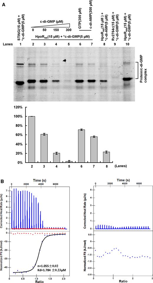 Assays for the specific interaction between HpoR and c-di-GMP. (A) UV cross-linking assay. STING was used as a positive control (lane 1). A competitive experiment was carried out by addition of unlabeled and increasing amounts of c-di-GMP to the reaction mixtures containing 15 μM HpoR and 5 μM labeled c-di-GMP (lanes 2–5). GTP and c-di-AMP were used as negative control molecule (lanes 6–8). Rv2764c was used as a negative control protein (lane 9). The ortholog protein HpoRMtb in Mycobacterium tuberculosis was also detected (lane 10). After irradiating by UV for 30 min, reaction samples were assayed on a 12% (w/v) SDS-PAGE. The radioactive gel was exposed to a storage phosphor screen (GE Healthcare). Radioactive-labeled nucleotides are indicated by an asterisk (*). The *c-di-GMP–HpoR complex was quantified in the lower panel. (B) ITC assays for the specific interaction between HpoR and c-di-GMP. Original titration data and integrated heat measurements are shown in the upper and lower plots, respectively. The solid line in the bottom panel represents the best fit to a one-site binding model of the interaction of HpoR with c-di-GMP (the left panel). c-di-AMP was used as a negative control. No interaction between HpoR and c-di-AMP was observed (the right panel).