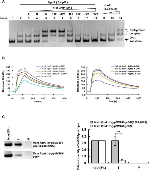 High level of c-di-GMP de-represses the negative regulation of HpoR in vitro and in vivo in Mycobacterium smegmatis. (A) EMSA assays for the effect of c-di-GMP on DNA-binding activity of HpoR in vitro. The concentration of HpoR was immobilized and the increasing amounts of c-di-GMP (9–900 μM) (lanes 3–11) were added into the reactions and incubated for 30 min. Then the DNA substrate was added into the mixture and incubated for 30 min. (B) SPR assays for the regulatory effect of c-di-GMP on DNA-binding activity of HpoR. The biotin-labeled Ms5860p was immobilized on the surface of SA chip and different concentrations of c-di-GMP were incubated with a fixed concentration of HpoR (130 nM) was passed over the chip. (C) ChIP assays for the effect of c-di-GMP on the intracellular DNA-binding activity of HpoR in M. smegmatis. The Input (5%) indicated that the supernatant of disrupted cells was diluted to 5% and used as the template for PCR. ChIP using preimmune (P) or immune (I) sera raised against HpoR. These experiments were quantified using qPCR (the right panel). The P-values of the relative expression data were calculated by two-tailed Student’s t-test using GraphPad Prism 5. Two asterisks (**) in figure represent significant difference (P ≤ 0.01) between two groups.