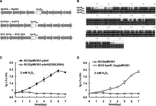 Assays for the conservation of HpoR and its regulation on the antioxidant activity in Mycobacterium bovis. (A) Schematic representation of the conservation for the hpoR operon in the genomes of Mycobacterium smegmatis, Mycobacterium tuberculosis and M. bovis. (B) The amino acid sequence alignment of HpoR. (C) Assays for the stimulating effect of high level of c-di-GMP on the growth of M. bovis under H2O2 stress. Error bars represent the variant range of the data derived from three biological replicates. (D) Assays for the regulation of HpoR on the growth of M. bovis under H2O2 stress. Error bars represent the variant range of the data derived from three biological replicates.