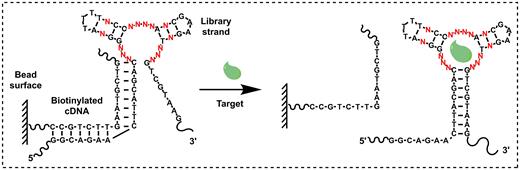 Isolation of TWJ-structured aptamers for a Cy7-displacement small-molecule detection assay. A TWJ-containing structured DNA library is immobilized onto a streptavidin-coated bead surface using a biotinylated cDNA strand (left). Target-binding strands are eluted due to a conformational change in the aptamer (right).