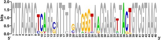 Sequence logo for 50 clones isolated after 10 rounds of SELEX, showing the relative frequency of every nucleotide at each position. Nucleotides at pre-determined positions are marked gray, while positions with randomized nucleotides are color-coded to show the distribution of different nucleotides. Higher frequency nucleotides appear in a larger font-size.