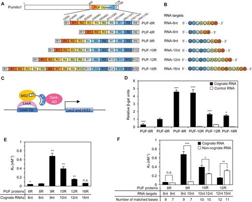 The engineered PUFs recognize RNA targets of different length. (A) Schematic representation of the engineered PUFs with different number of repeats. The eight repeats in human Pumilio1 PUF domain (PUF-8R) are shown in rainbow color scheme, and numbers in parentheses are the original residue numbers for the native Pumilio1 PUF-8R. The color schemes of the PUF proteins are consistent throughout the schematic representations unless indicated. (B) The cognate RNA sequences of the engineered PUFs. Bases are colored the same as their cognate PUF repeats in panel A. (C) The yeast three-hybrid system used to measure PUF–RNA interactions. This system contains the PUF-Gal4-AD fusion protein, the PUF target RNA with an MS2-binding site, the MS2-LexA fusion protein and the reporter gene LacZ and HIS3. The expression of reporter gene would be triggered by the interaction between PUF and its cognate RNA. Gal4-AD, Gal-4 activation domain. LexA Op, LexA operon. (D) Measurement of binding activities of the engineered PUFs using the yeast-three-hybrid system. The β-gal activities relative to that of the PUF-8R:RNA-8nt pair were plotted (mean ± S.E.M., n > 3). (E and F) Binding affinities of the recombinant PUFs to various RNA targets determined by the FP assay (mean ± S.E.M., n ≥ 3). Statistical analysis was performed by a two-tailed Student's t-test (*P < 0.05; **P < 0.01; ***P < 0.001; n.s., no significance).