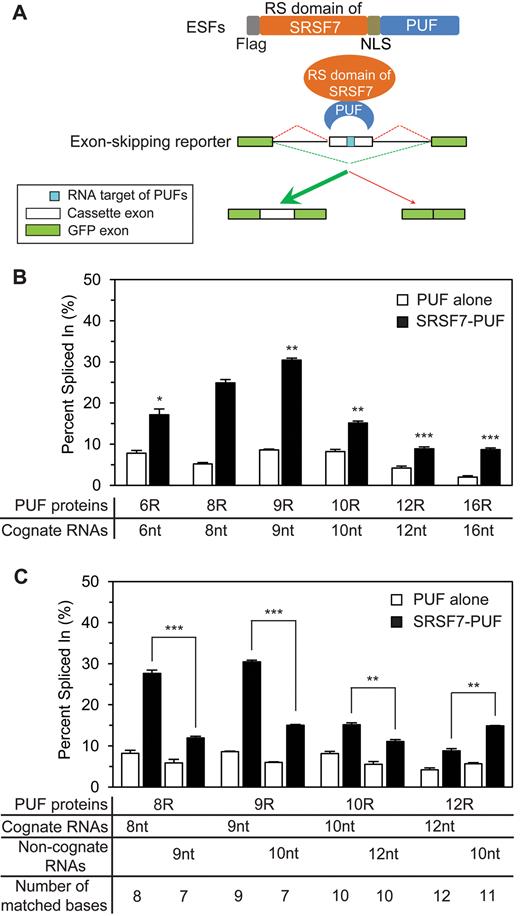 Effects of ESFs with engineered PUFs on alternative splicing. (A) Schematic diagram of the alternative splicing assay. (B and C) Quantification of the cassette exon inclusion in the presence of indicated PUF and RNA pairs. The percent spliced in values were calculated as the percentage of the cassette exon-included isoform among all isoforms (mean ± S.E.M., n = 3). Statistical analysis was performed by a two-tailed Student's t-test (*P < 0.05; **P < 0.01; ***P < 0.001).