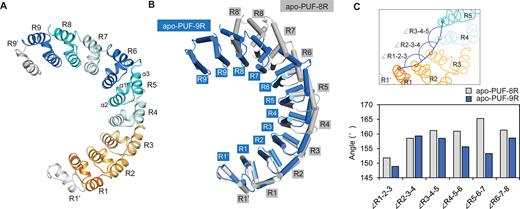 More curved conformation of PUF-9R. (A) Overall structure of apo-PUF-9R. Repeats are colored as in Figure 1A, and helices α1, α2 and α3 in repeat R5 were indicated. (B) Comparison of apo-PUF-9R (blue) and apo-PUF-8R (gray, PDB code: 1M8Z) upon superposition of repeats R1′-R1. (C) Comparison of the repeat-to-repeat angles of apo-PUF-9R and apo-PUF-8R.