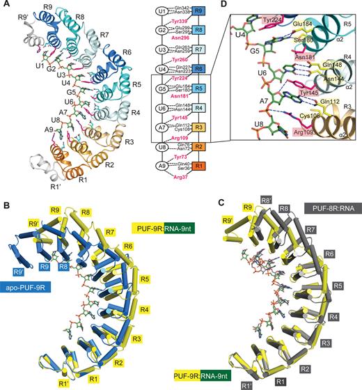 RNA binding flattens the curvature of PUF-9R. (A) Overall structure of PUF-9R in complex with the 9-nt RNA target (forest). Shown on the right is a schematic diagram of the interactions between PUF-9R and RNA-9nt, with dashed lines representing the polar interactions. (B) Comparison of the PUF-9R conformations in complex with RNA-9nt (yellow) and in isolation (blue) by aligning repeat R1′-R1. (C) Comparison of PUF-9R:RNA-9nt (yellow) and PUF-8R:RNA complex (dark gray, PDB code: 1M8Y) upon superposition of repeats R1′-R1. (D) Close-up view of the interface between PUF repeats R3-R5 and RNA bases G5-A7. Residues stacked between RNA bases (position 2) are highlighted in magenta, and those involved in polar contacts (positions 1 and 5) are colored in yellow.