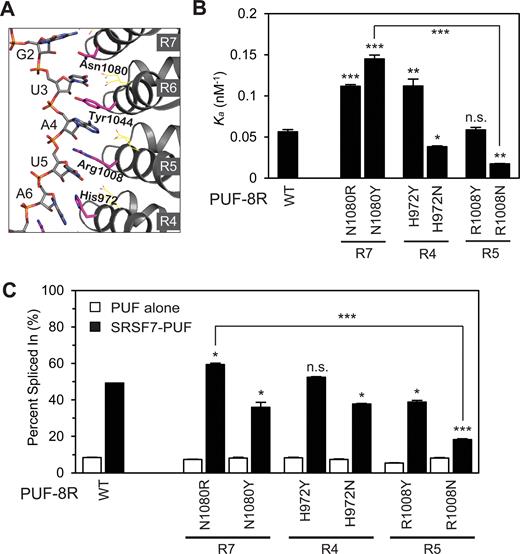 Tyrosine and arginine serve as better ‘stacking’ residues. (A) Stacking interactions between PUF-8R repeats R4-R7 and its cognate RNA (PDB code: 1M8X). Residues stacked between RNA bases are highlighted in magenta. (B) Binding affinities of various PUF-8R stacking mutants to the native RNA-8nt determined by the FP assay (mean ± S.E.M., n = 3). (C) Quantification of the cassette exon inclusion for ESFs containing indicated PUF-8R mutant (mean ± S.E.M., n = 3). The splicing reporters and ESFs were transfected into HEK-293T cells with a ratio of 1:4. Statistical analysis was performed by a two-tailed Student's t-test (*P < 0.05; **P < 0.01; ***P < 0.001; n.s., no significance).