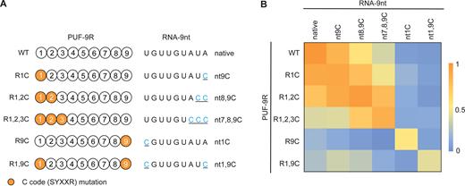 Recognition of PUF-9R mutants to RNA targets containing cytosine. (A) Schematic diagram of PUF-9R mutants and their cognate RNA sequences. Repeats bearing the C code mutation are colored in orange. (B) Heat map of the relative binding affinities of PUF-9R mutants to different RNA targets. The relative binding affinity of each PUF:RNA pair (500 nM protein, 5 nM RNA) to the PUF-9R:RNA-9nt pair was listed in Supplementary Table S6 (mean ± S.E.M., n = 3).