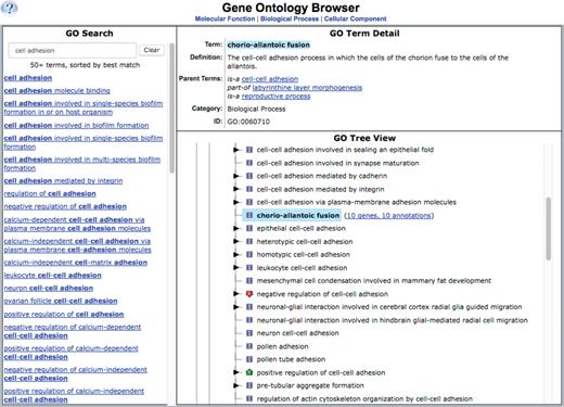 基因本体浏览器。新的MGD本体浏览器具有自动完成搜索功能，并显示链接的匹配项。这里显示的是来自基因本体浏览器的示例。GO术语名称、定义、ID、超类（父术语）和术语关系被列出，术语显示在树视图中。此处显示的示例是搜索“细胞粘附”，显示包含此文本字符串的所有术语。选择子类“绒毛-胚珠融合”。单击定义下的不同父项可以查看不同的分支。每个生物术语通过术语名称后面树状视图中的链接与带注释的基因相连；在这个例子中，十个不同的基因被注释为这个生物过程术语。其他带有子类的术语通过单击术语名称左侧的三角形切换展开。