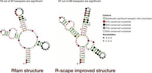 R-scape visualisation of SAM riboswitch (RF00162, http://rfam.org/family/SAM). Left: The current Rfam 13.0 SAM riboswitch seed alignment and consensus secondary structure; 19 of the 27 basepairs in the alignment show statistically significant covariation. Right: The R-scape improved SAM riboswitch seed alignment and consensus secondary structure; 27 out of 36 basepairs show statistically significant covariation. The structures are displayed using R2R (16); significant basepairs, as defined by R-scape, are shown in green. Other colours and markup of the structure diagrams are explained in the legend on the far right.