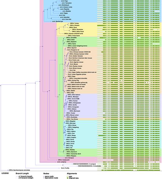 ORC4 gene tree across 84 species.
