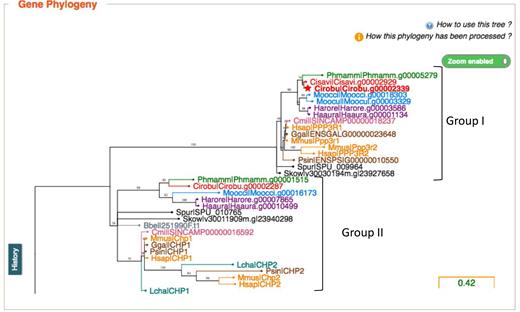 Interactive gene Phylogenies. Screenshot from a part of the phylogenetic gene tree including genes Cirobu.g00002339 and Cirobu.g00002287. Species are color-coded and the tree can be compressed or extended lengthwise and zoomed in and out. Note the difference between the two groups of genes. In group I, the gene phylogeny follows the species phylogeny, and tunicate genes are considered orthologous to the vertebrate genes of the group. In group II by contrast, the gene phylogeny does not follow the species phylogeny, and we consider that the tunicate genes have no unequivocal vertebrate orthologs.